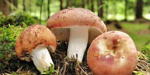 Russula: kako zamrznuti ili sušiti, skladištenje, recepti za zimu
